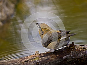 Piquituerto comÃÂºn (Loxia curvirostra) photo