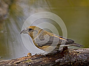 Piquituerto comÃÂºn (Loxia curvirostra) photo