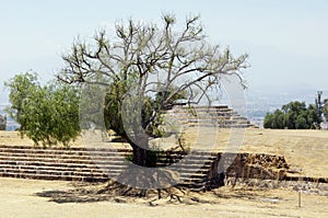 Piramid and tree on the square