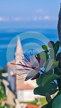 Piran - Selective focus of caper flower with scenic aerial view of coastal town Piran