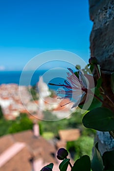 Piran - Selective focus of caper flower with scenic aerial view of coastal town Piran