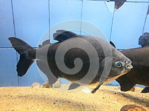 Pirana Fish- flesh eating omnivorous photo
