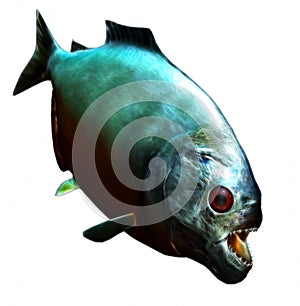 Piranah fish isolated white background