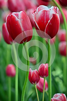 Pirand Emperor Tulips at Windmill Island Tulip Garden