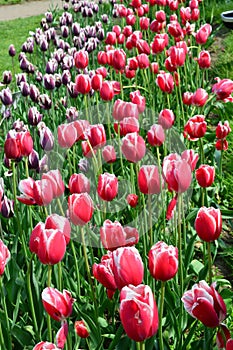 Pirand Emperor Tulips at Windmill Island Tulip Garden