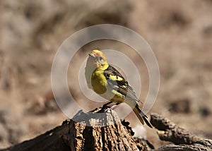 Western Tanager male piranga ludoviciana photo