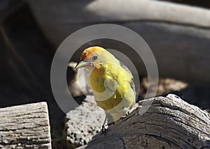 Western Tanager male piranga ludoviciana photo