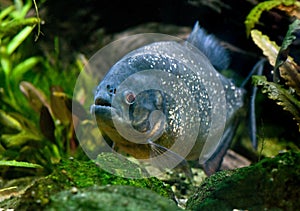 Piranha photo