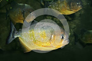 Piranha