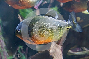 Piranha