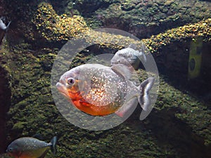 Piranha photo