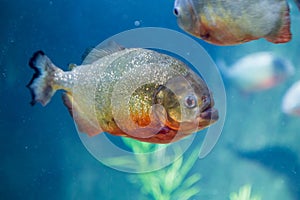 Piranha in the aquarium. Pygocentrus nattereri. Serrasalminae. Characidae photo