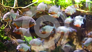Piranha colossoma macropomum in an aquarium