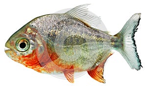 Piranha fish