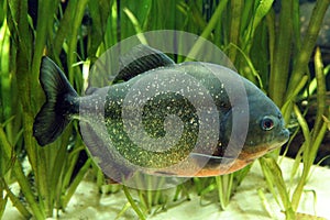 Piranha Fish