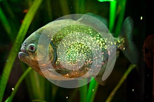 Piranha fish