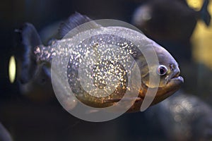 Piranha fish in aquarium close up, side view