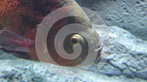 Piranha fish of the class Pygocentrus nattereri.