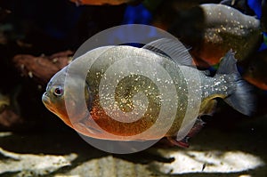 Piranha fish close up photo