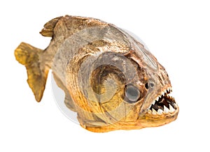 Piranha fish on isolated