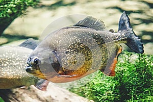 Piranha fish - side view