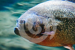 Piranha fish - side view, close-up