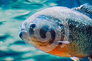 Piranha fish - side view, close-up