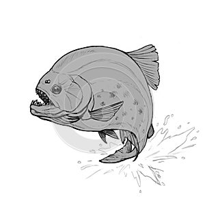 Piranha fish sketch jumps out of the Amazon River.