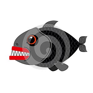 Piranha marine predator on white background.Terrible sea fish wi