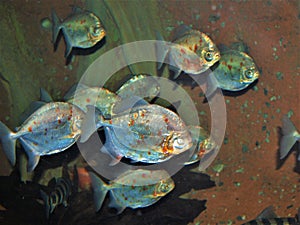 Small School of Piranha Fish photo