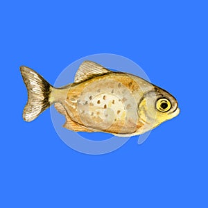 Piranha or Pirana fish isolated on white background. Hand drawn dangerous cold-blooded freshwater predator. Book, card