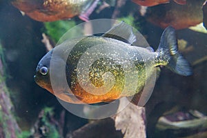Piranha photo