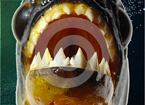 Piranha - Teeth closeup