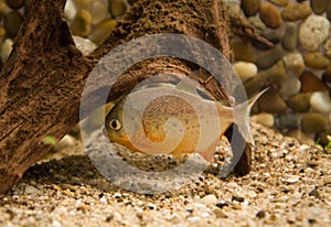 Piranha in the water