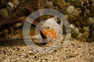 Piranha in the water