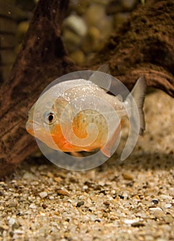 Piranha in the water