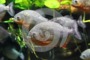 Piranhas fish