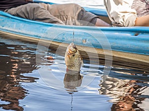 Piranhas teeth photo