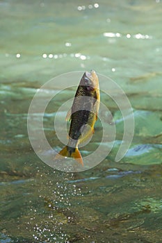 Piraputanga fish jumping out of water