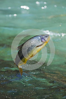 Piraputanga fish jumping out of water