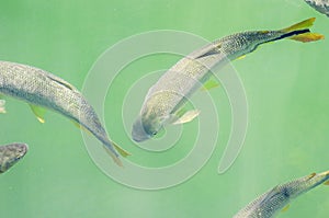 Piraputanga fishes swimming on the water of Formoso river on Bonito MS, Brazil.