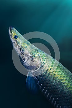 Pirarucu - Large Amazonian Fish