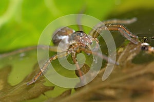 Pirata piraticus wolf spider on water surface photo