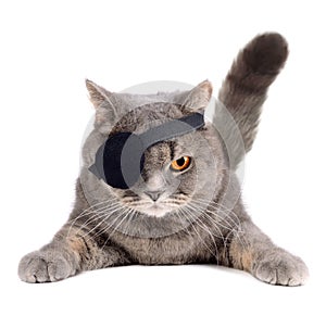 Pirata gatto 