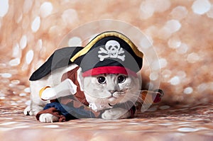 Pirat cat ON GOLDEN GLITTER photo