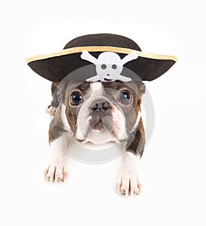 Pirata il cane 