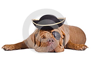 Pirate dog with eye patch, black and gold hat