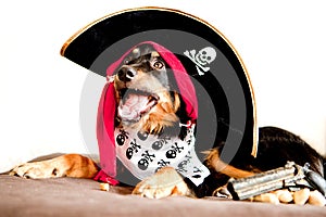 Pirate puppy