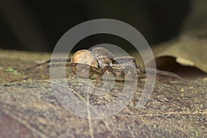 Pirate wolf spider carrying the eggs photo