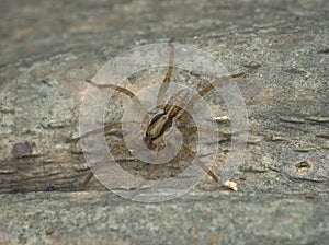 A pirate wolf spider on the wood photo